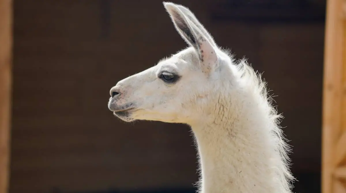 Ollama