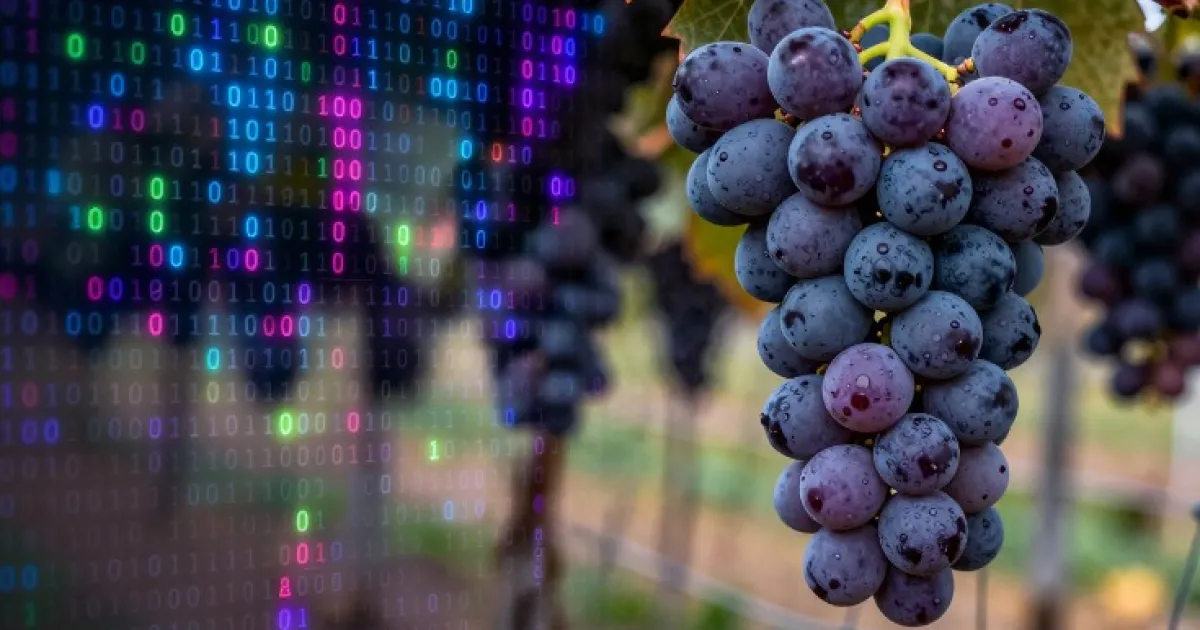 Lucien : l'IA qui révolutionne le secteur viticole