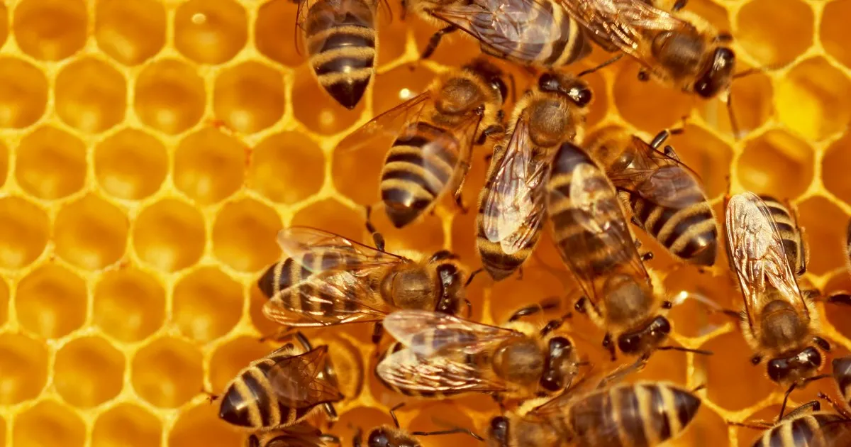 Beehiiv lance de nouveaux outils pour créateurs